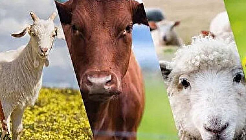 Hayvancılık Destekleme Başvuruları Başladı