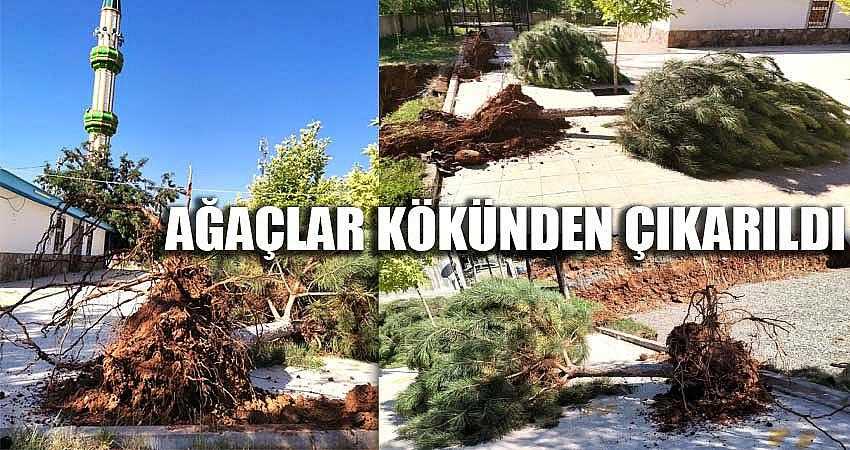 AĞAÇLAR KÖKÜNDEN ÇIKARILDI