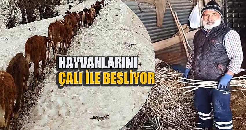HAYVANLARINA ÇALI YEDİREREK HAYATTA TUTMAYA ÇALIŞIYOR