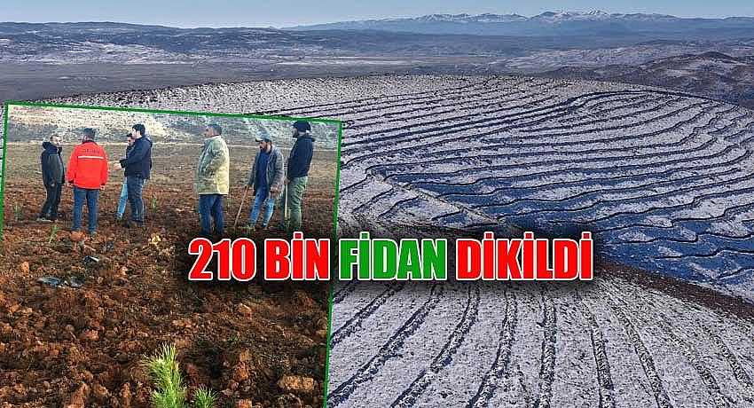 210 BİN FİDAN DİKİLDİ