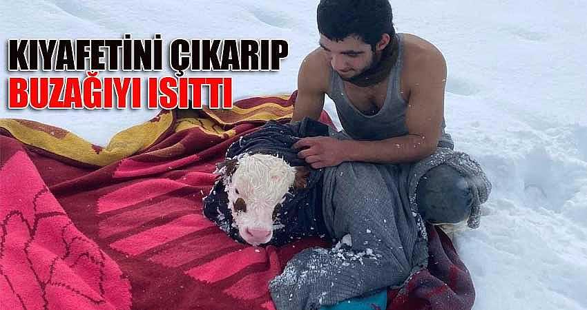 KIYAFETİNİ ÇIKARIP BUZAĞINI ISITTI