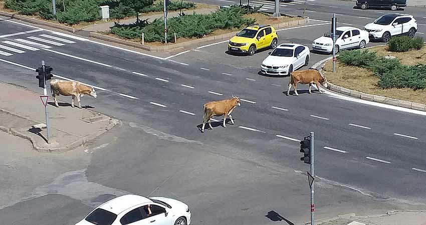 BAŞIBOŞ İNEKLER ŞEHİR TRAFİĞİNDE 
