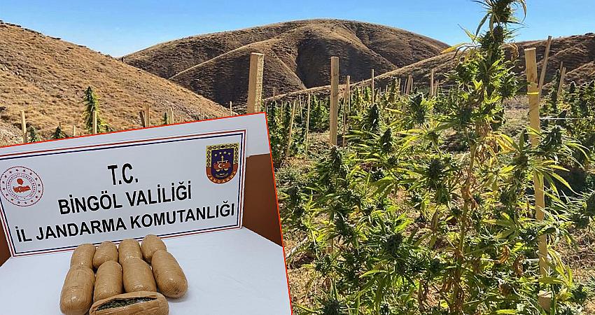 3 MİLYON KÖK KENEVİR İMHA EDİLDİ