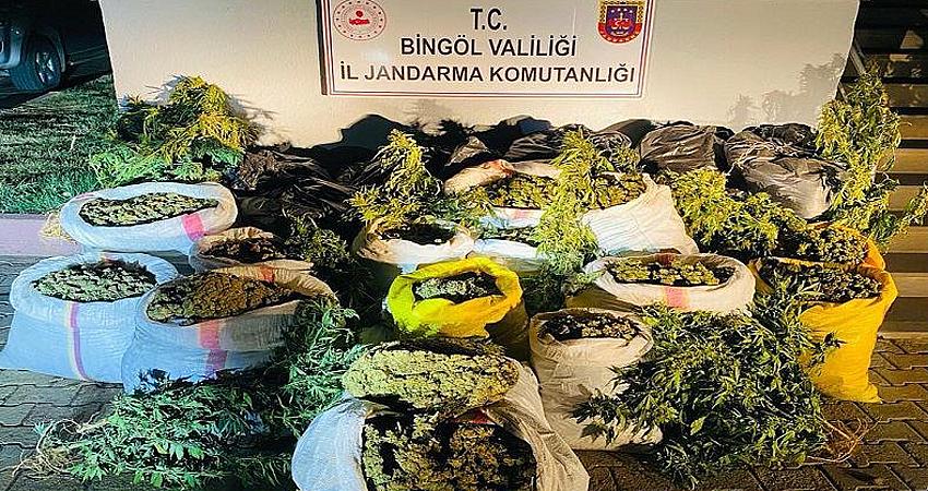 6 MİLYON KÖK KENEVİR ELE GEÇİRİLDİ