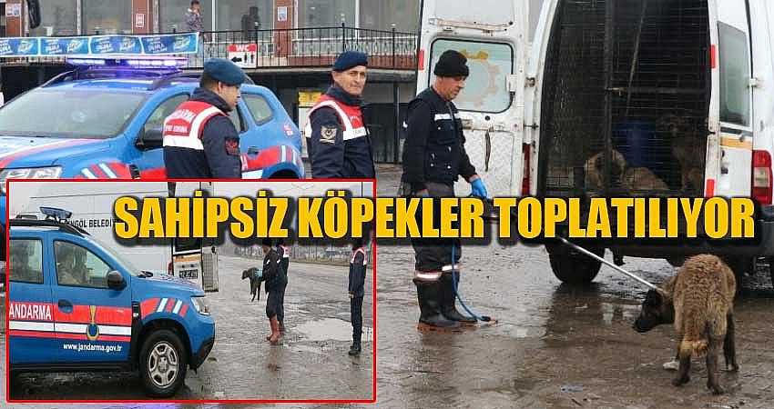 SAHİPSİZ KÖPEKLER TOPLATILIYOR