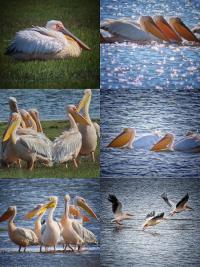 Karlıova “Kuş Cenneti” Olma Yolunda