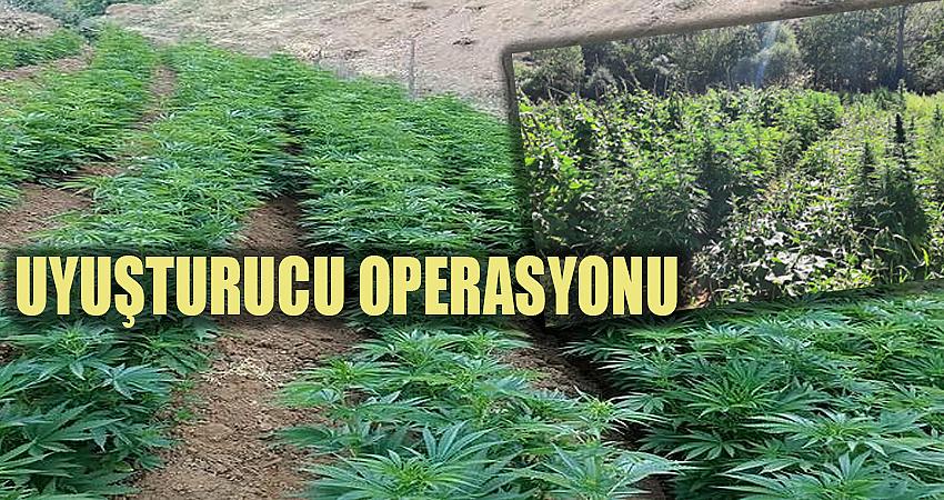 GENÇ'TE 1 MİLYON KÖK KENEVİR BİTKİSİ ELE GEÇİRİLDİ