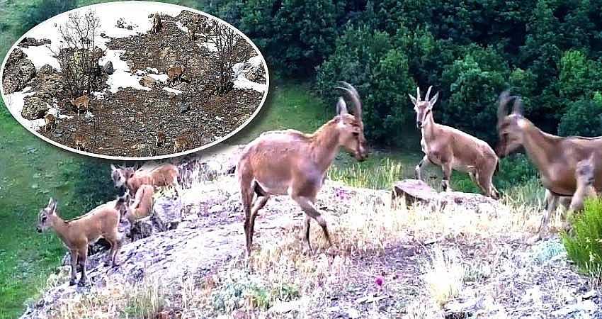 TÜRKİYE'DE BULUNAN YABAN HAYATI GELİŞTİRME SAHALARI