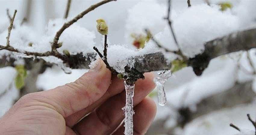 BİNGÖL İÇİN ZİRAİ DON UYARISI!