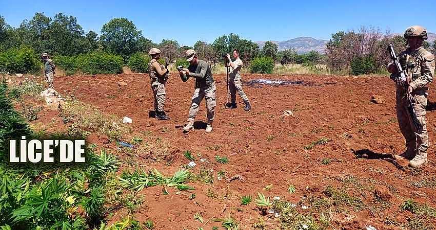 7 MİLYON KÖK KENEVİR BİTKİSİ ELE GEÇİRİLDİ